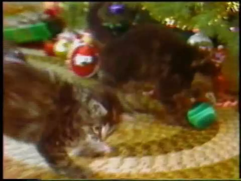 Classic Bangor Savings Bank Kittens Commercial from 1980